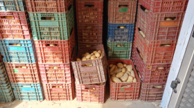 بالفيديو.. حجز 150 طنا من البطاطا ببومرداس