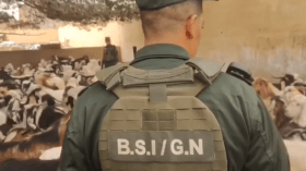 إحباط محاولة تهريب أكثر من 260 رأس من الماشية (فيديو)