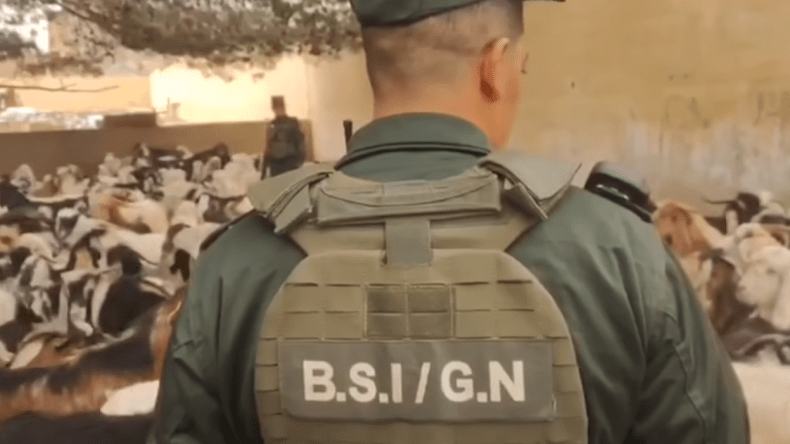 إحباط محاولة تهريب أكثر من 260 رأس من الماشية (فيديو)