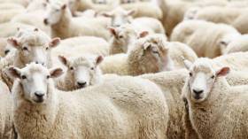 استقبال رؤوس الماشية المستوردة بهذا التاريخ