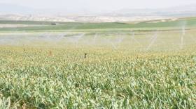 نحو رفع مساحة المحيطات الفلاحية المسقية إلى 3 ملايين هكتار قريباً
