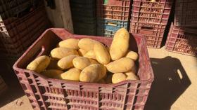 15 سنة حبسا نافذا ضدّ متّهم بالمضاربة غير المشروعة في البطاطا