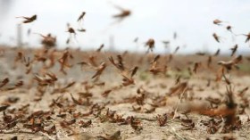 إجراءات استباقية لمواجهة خطر الجراد الصحراوي بالجزائر