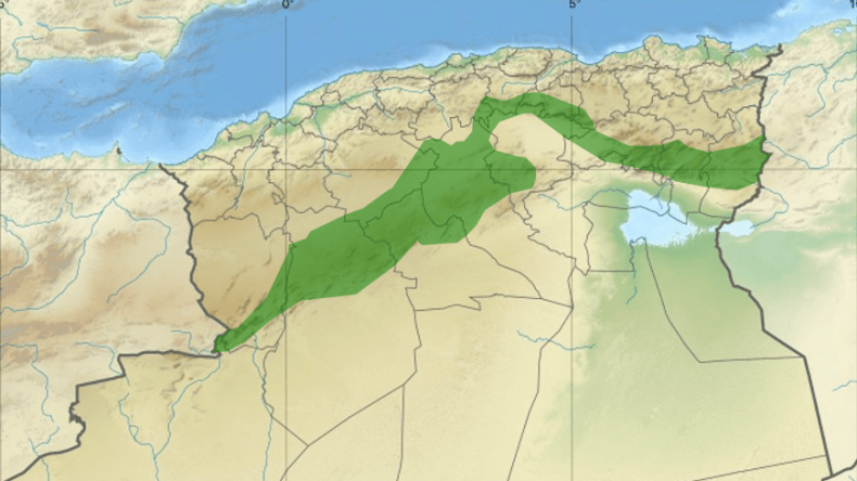 السد الأخضر…غرس مساحة تُقدّر بـ 31 ألف هكتار