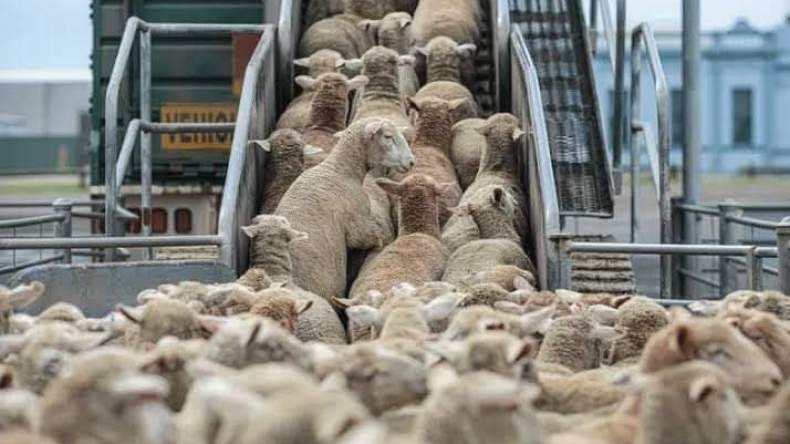 اتحاد الفلاحين الجزائريين يُثمّن قرار رئيس الجمهورية باستيراد مليون رأس من الماشية