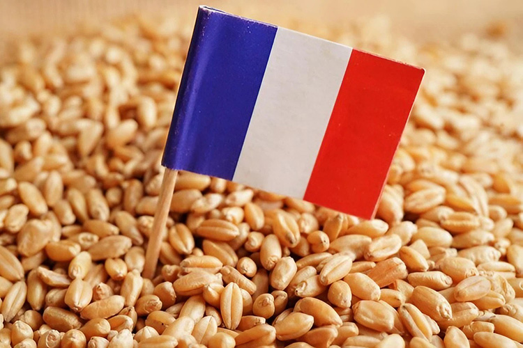 Crisis With Paris Hits French Wheat Exports To Algeria
