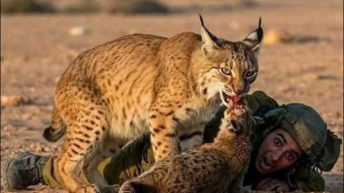 Le lynx égyptien, héros improbable d’une fable collective