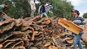 مديرية الغابات: ايرادات المنتجات الغابية تجاوزت 01 مليار دج في 2024