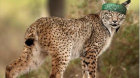 هجوم “الوشق المصري” على جنود الاحتلال.. الإعلام العبري مغتاظ من ردود الفعل