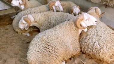 Importation d’un million de moutons pour l’Aïd: importante décision pour préserver le cheptel