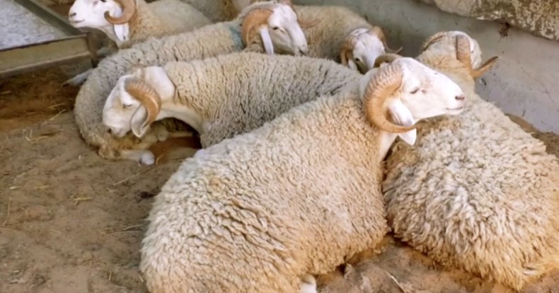 Importation d’un million de moutons pour l’Aïd: importante décision pour préserver le cheptel