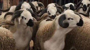 Importation d’1 million de moutons: les offres de 3 pays acceptées