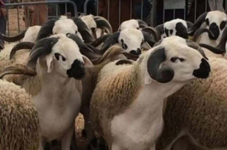 Importation d’1 million de moutons: les offres de 3 pays acceptées