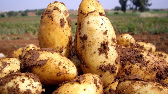 ضخّ مخزون البطاطا في السوق لاستقرار الأسعار