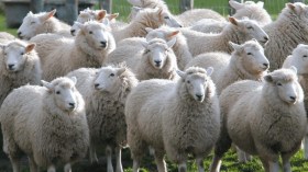 هذا هو دفتر شروط استيراد الماشية