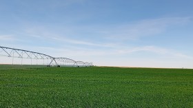 نمو مبهر للقمح بحقول المشروع الإيطالي في تيميمون