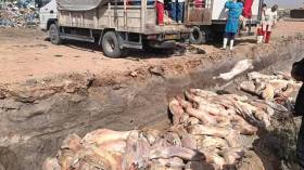 الجلفة: إتلاف 691 هيكلا من لحم الخروف المستورد