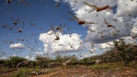 تحذير من انتقال “الجراد الصحراوي” إلى 14 ولاية