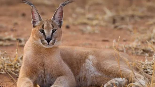 الوشق المصري.. القط الذي أصاب جنود الاحتلال بالذّعر