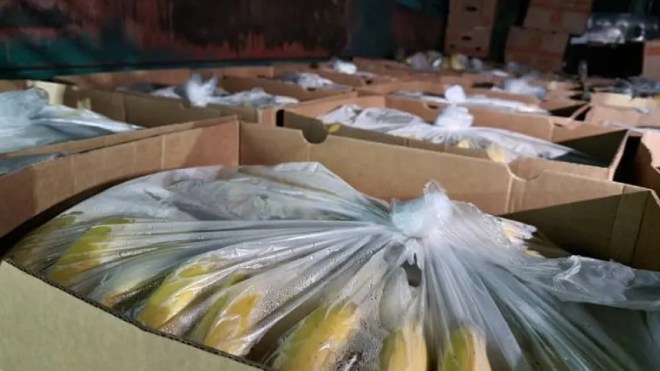 حجز 800 ألف كيلوغرام من الموز في ميناء عنابة