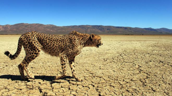 بالصور.. توثيق نادر للفهد “أماياس” في شمال حظيرة الأهڤار