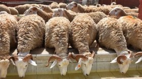 مطالب بتمكين أصحاب النشاطات التجارية والحرفية الصغيرة من اقتناء الأضاحي المستوردة