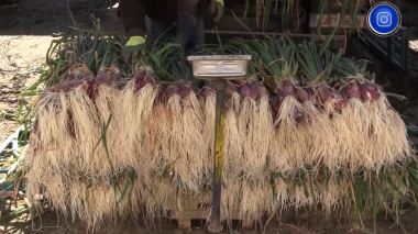 بيع الخضراوات خالية من الأغصان والأتربة .. مواطنون وتجار يثمنون واقتراح لاستحداث مراكز للفرز 