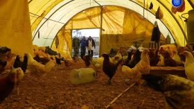 لحماية المنتوج.. مطالب بتصدير فائض بيض الإستهلاك وتخزين اللحوم البيضاء وإعادة النظر في أسعار الأعلاف