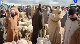 الجلفة .. تراجع محسوس في أسعار الأضاحي بعد وصول أول شحنة من المواشي المستوردة