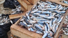شرطة الطارف تحجز 17 قنطاراً من سمك السردين الفاسد