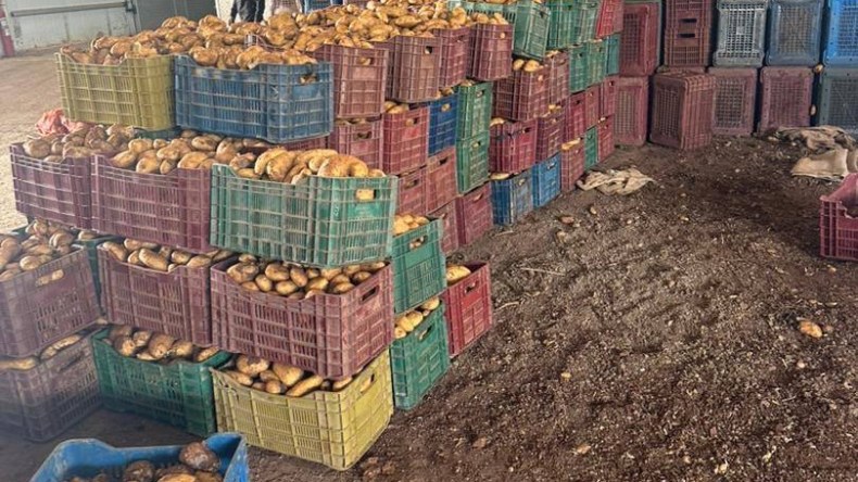 لضبط الأسعار وضمان الوفرة.. إغراق السوق بمخزون البطاطا المخزنة