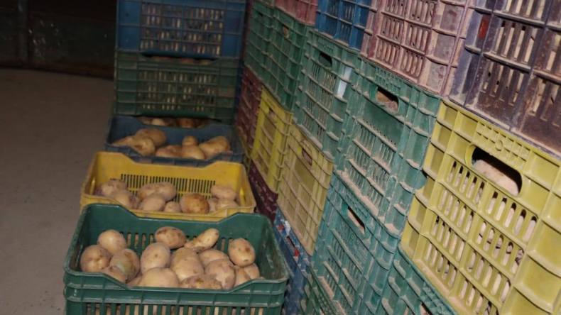 لضبط الأسعار وضمان الوفرة.. إغراق السوق بـ 3000 طن من البطاطا
