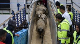 ميناء الجزائر: وصول سفينة ثانية محمّلة بـ 12 ألف رأس غنم من رومانيا