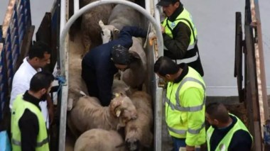 Conseil des ministres: Le prix du mouton de l’Aïd importé fixé à 40.000 DA