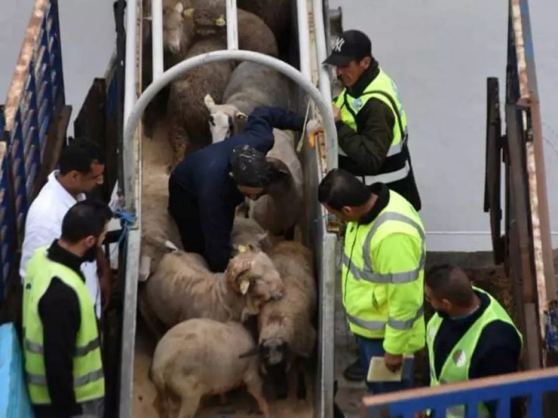 Conseil des ministres: Le prix du mouton de l’Aïd importé fixé à 40.000 DA