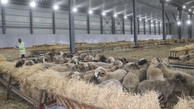 تحضيراً لعيد الأضحى.. الشروع في وضع نقاط معتمدة لبيع الكباش المستوردة