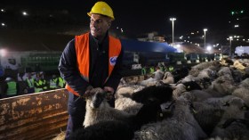 ميناء وهران: وصول أضخم شحنة من الكباش الرومانية المستوردة إلى الجزائر (صور)