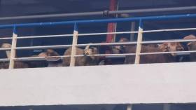 وصول أول شحنة من الكباش الإسبانية المستوردة إلى ميناء تنس (صور)