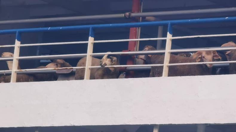 وصول أول شحنة من الكباش الإسبانية المستوردة إلى ميناء تنس (صور)