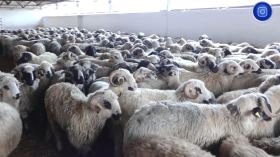 بومرداس.. انطلاق عملية بيع الأضاحي المستوردة بداية من الأحد المقبل