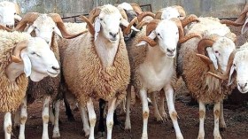 رومانيا أول مصدّري الأغنام إلى الجزائر وهذا موعد وصولها إلى الميناء