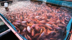 تسهيلات لدعم إنتاج سمك البلطي الأحمر في الجزائر