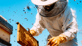 لزيادة إنتاج العسل.. وزارة الفلاحة تقدم إرشادات للنحالين خلال فترة الفيض