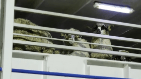 يتراوح وزنها بين 25 إلى 45 كيلوغراماً.. هذه تفاصيل شحنات الأغنام القادمة من رومانيا