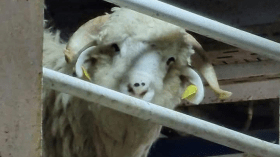 تغطية هستيرية أم انعكاس لوجع المواطن؟ استيراد الأضاحي تحت المجهر