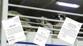 دحضًا لإشاعة تخصيص الأضاحي المستوردة للموظفين.. البلديات تفتح باب التسجيل لعامة المواطنين