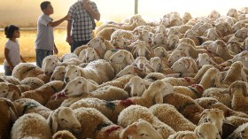 نقل الأضاحي المستوردة إلى مواقع الحجر الصحي قبل التوزيع