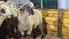 ميناء جن جن بجيجل يستقبل أول سفينة من الكباش المستوردة ‏