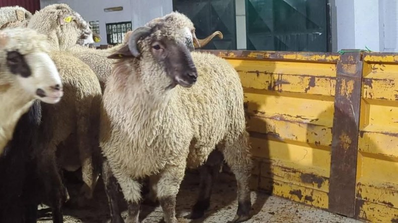 ميناء جن جن بجيجل يستقبل أول سفينة من الكباش المستوردة 