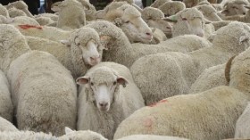 يشنها سماسرة وبعض الموالين.. حملات للتشكيك بجودة الأغنام المستوردة